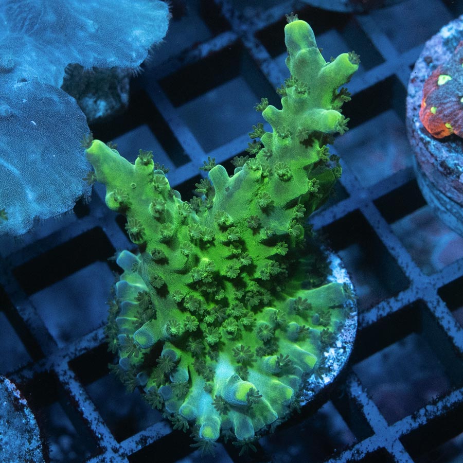 SBM Acropora Verde (crece en forma de plato)( la especie más resistente)