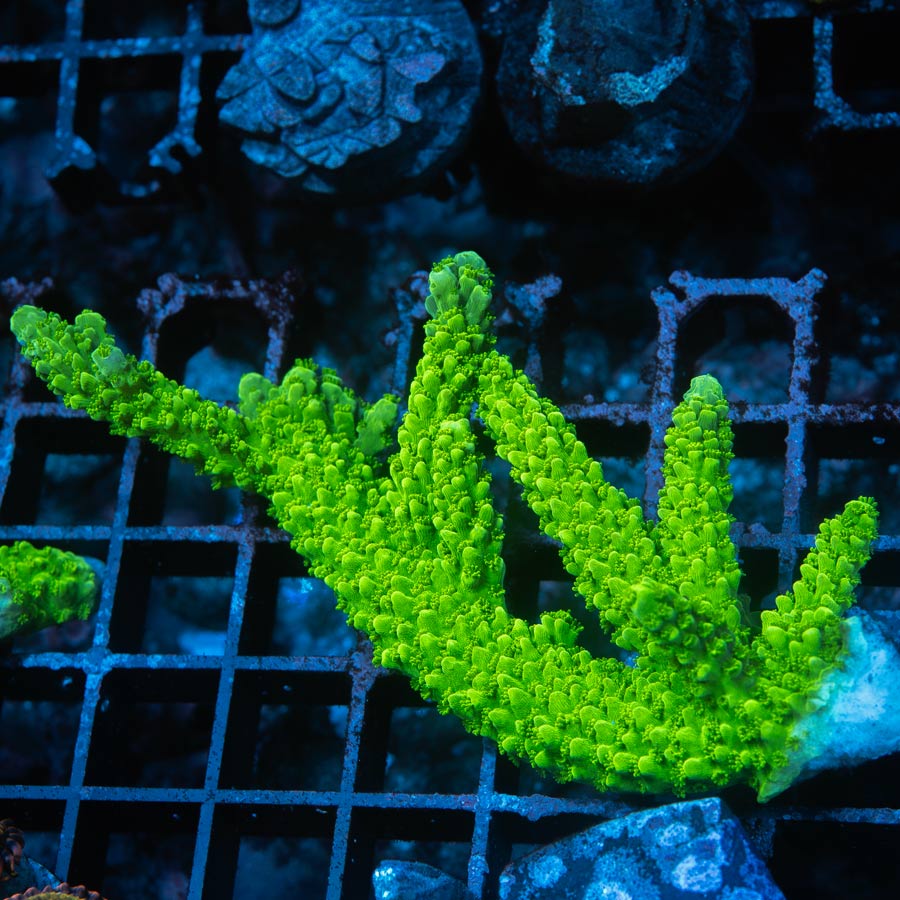 SBM Acropora "slime" 9 cm
