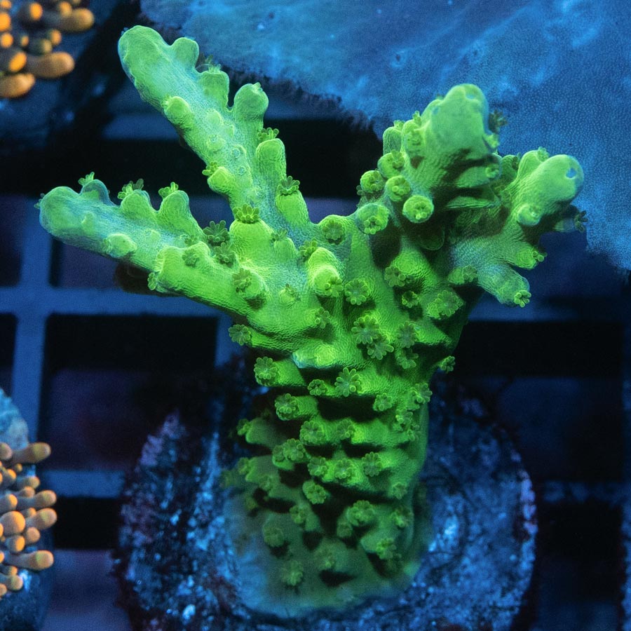 SBM Acropora Verde (crece en forma de plato)( la especie más resistente)