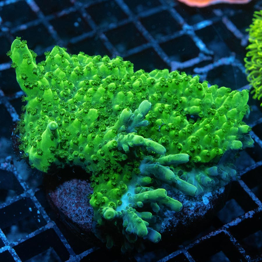 SBM Acropora Verde (crece en forma de plato) md