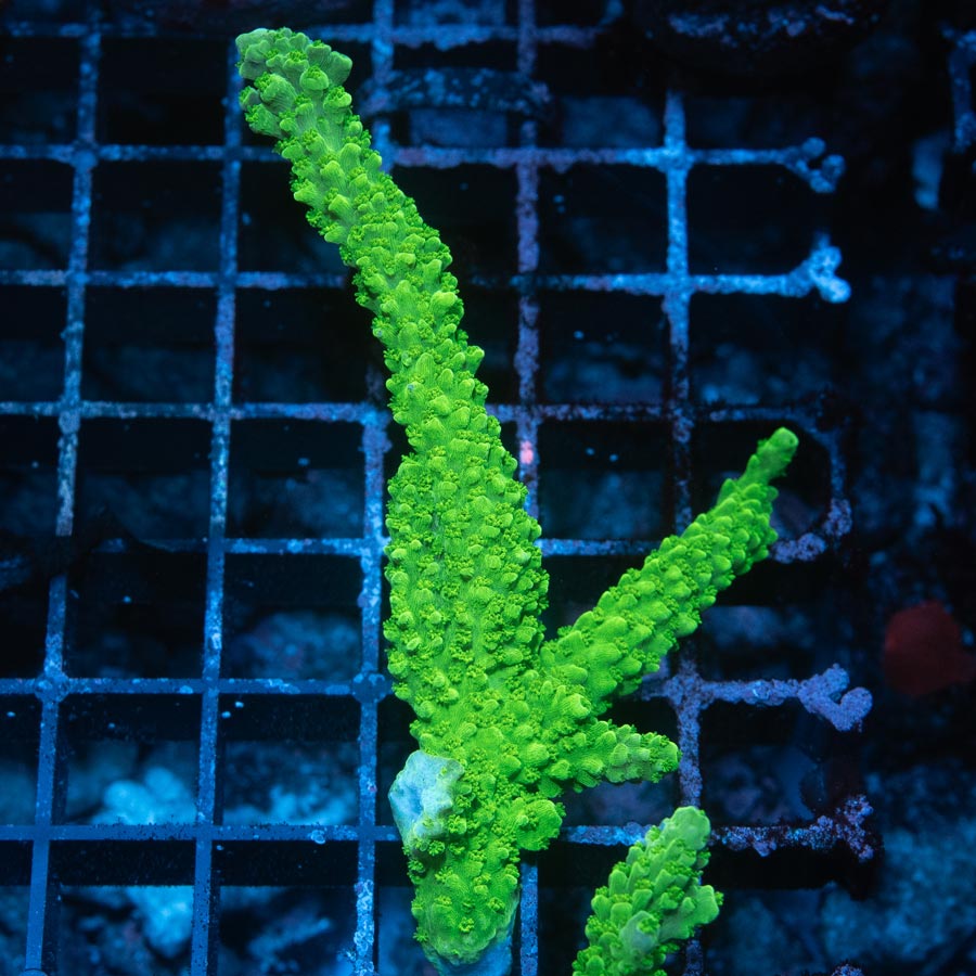 SBM Acropora "slime" 8 cm