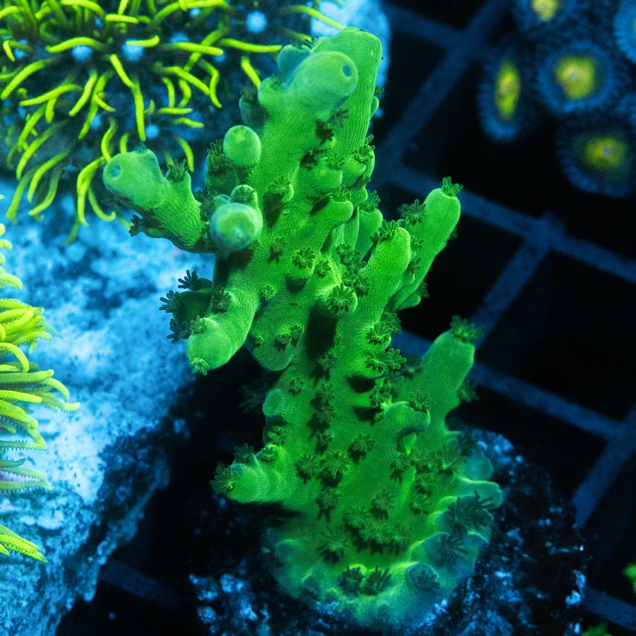 SBM Acropora Verde (crece en forma de plato)