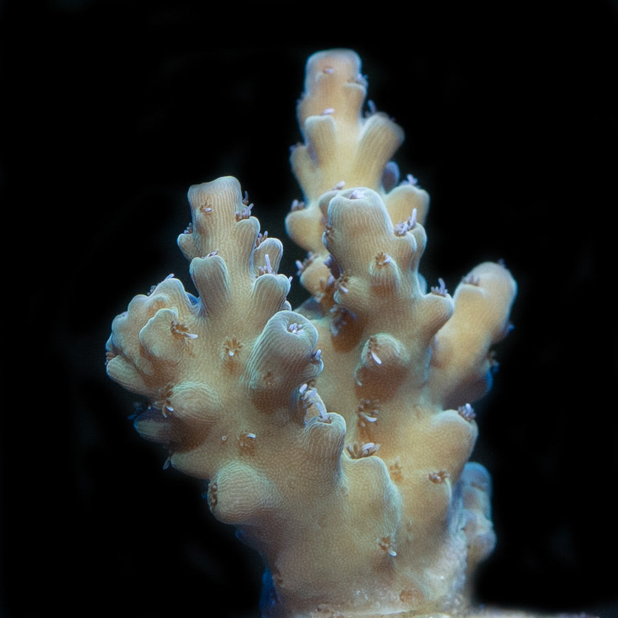 SBM Acropora Premium