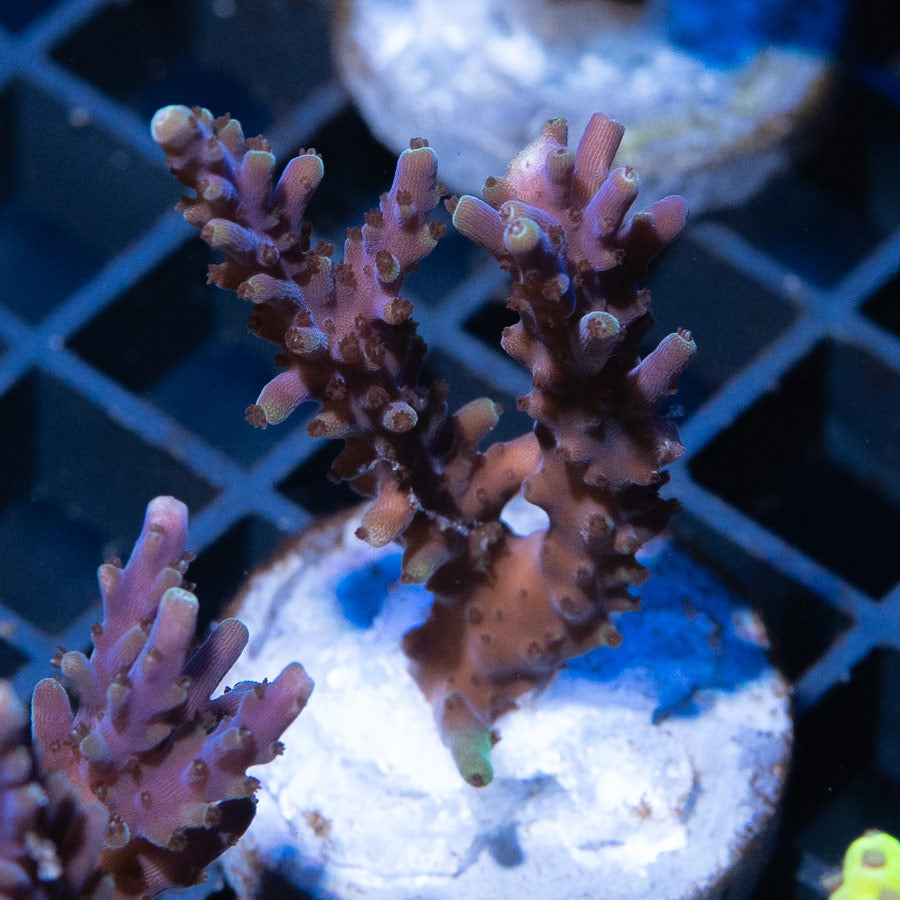 SBM Acropora Azul