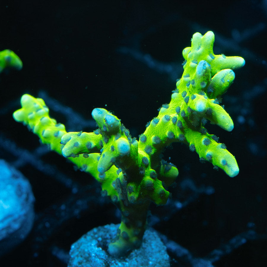 SBM Anacropora Goblin