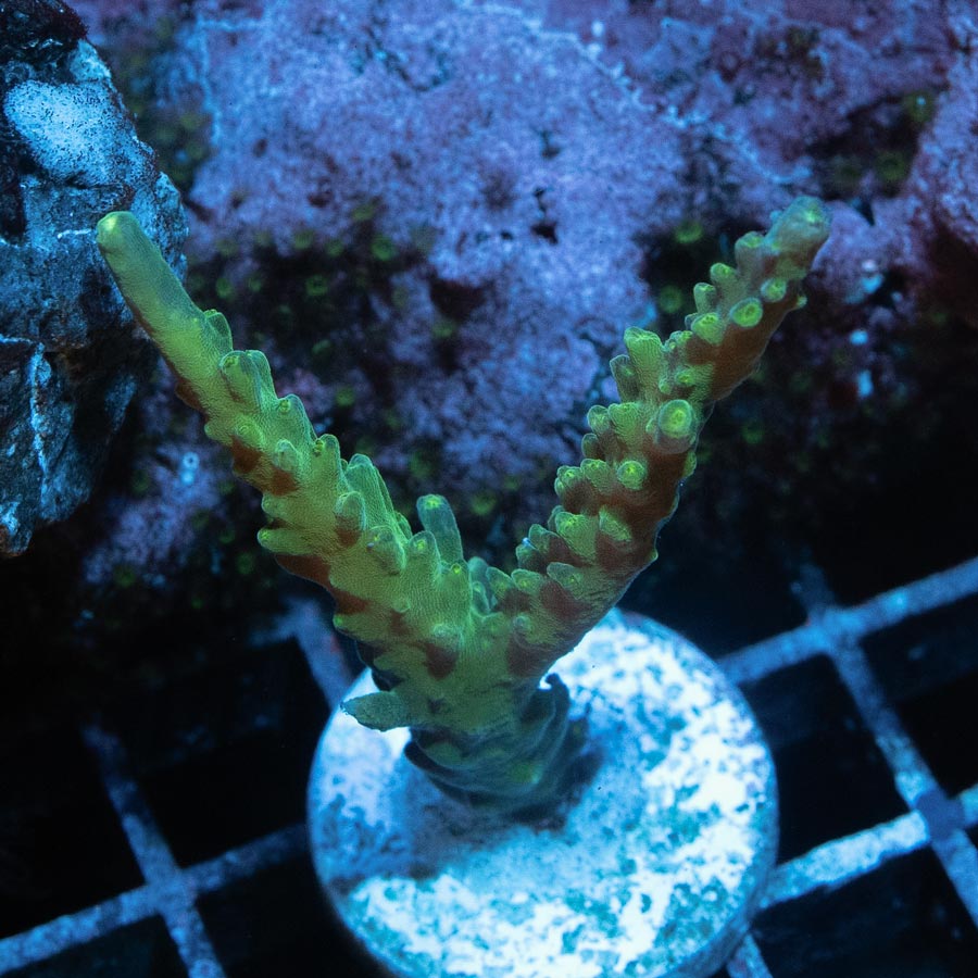 SBM Acropora Paletta(blue tips)
