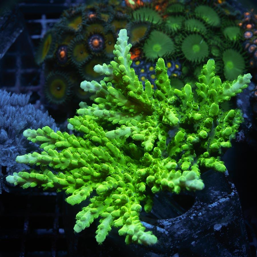 SBM Acropora  10 cm XL