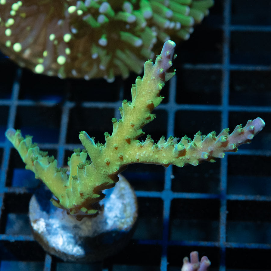 SBM Acropora Paletta