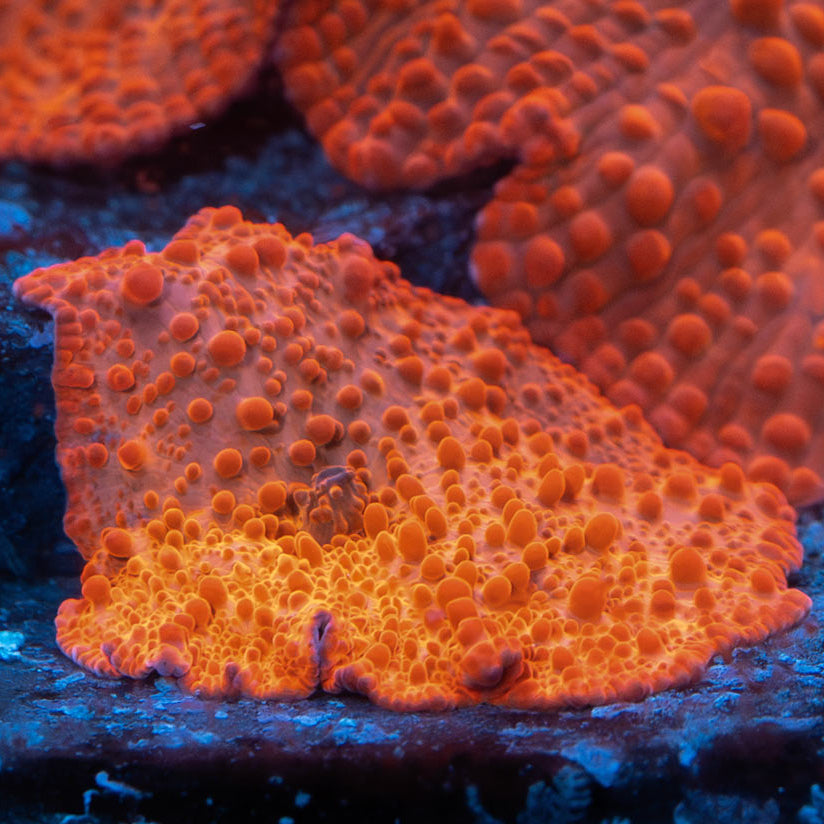 SBM Actinodiscus Red Devil (espectacular)