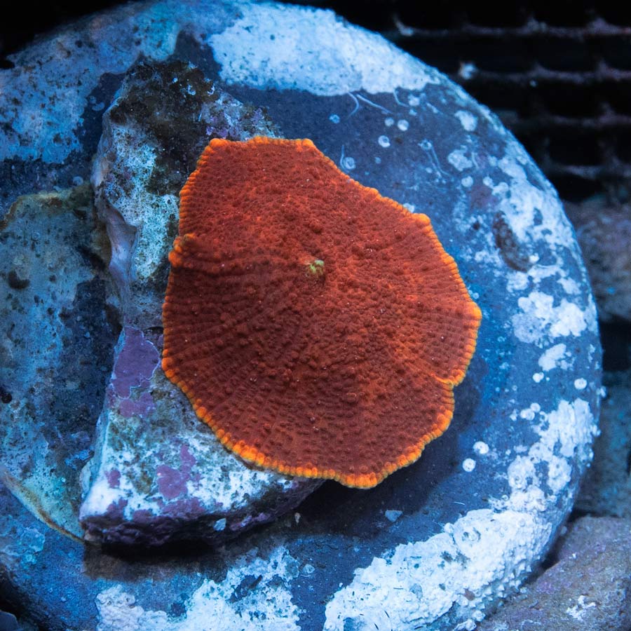 SBM Actinodiscus Red Diamond