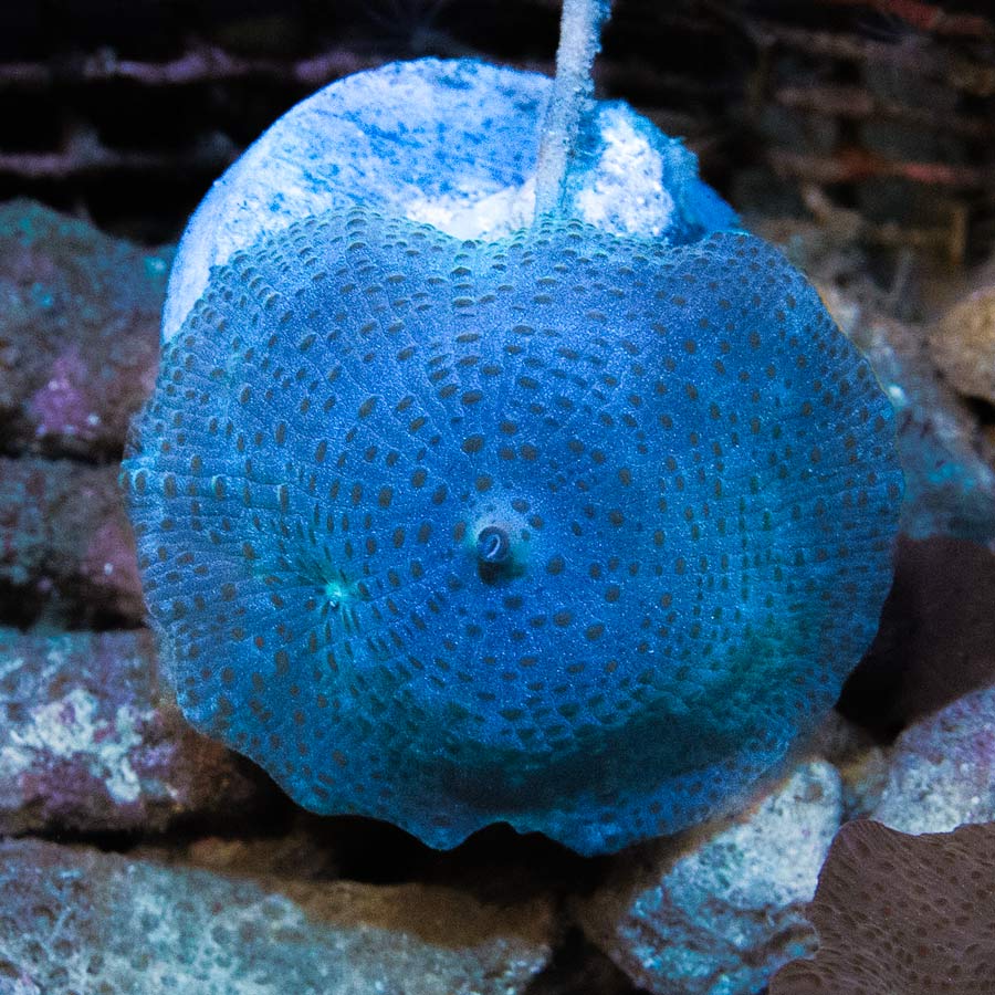 SBM Actinodiscus Blue