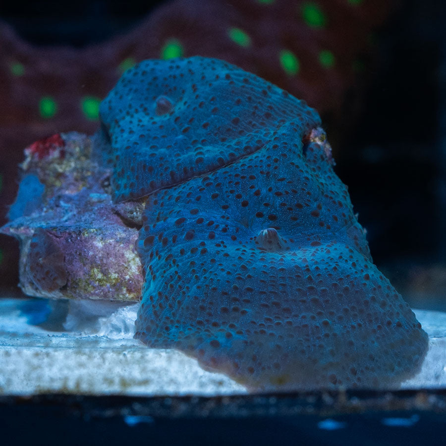 SBM Actinodiscus Azul