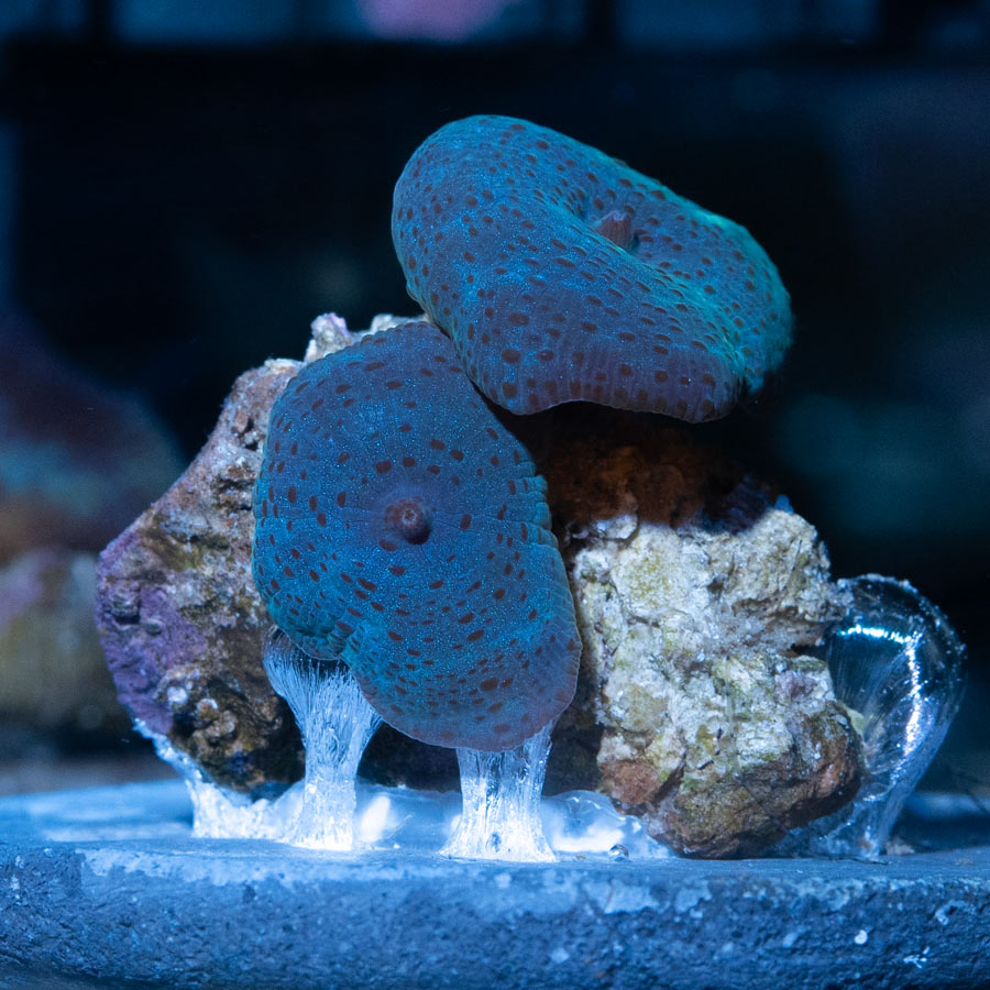 SBM Actinodiscus Azul