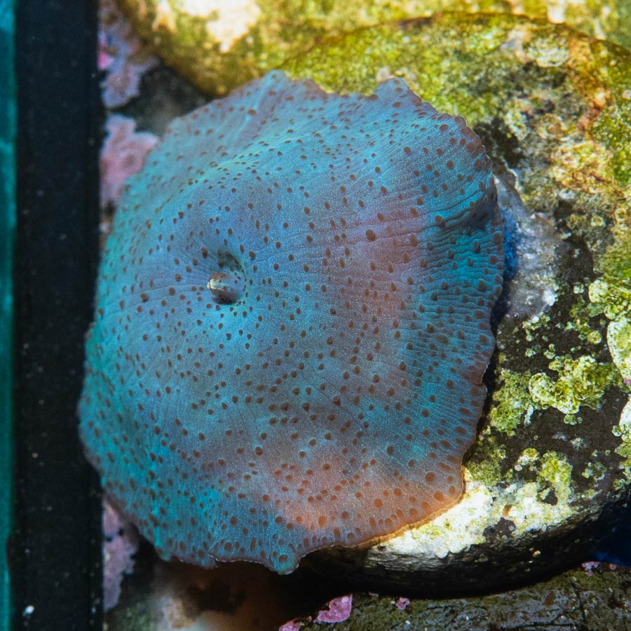 SBM Actinodiscus Blue Leopard (ejemplar reproductor)