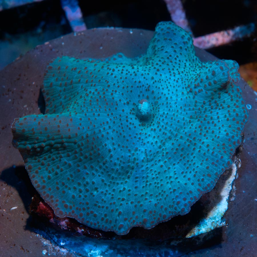 SBM Actinodiscus Blue Leopard (ejemplar reproductor)