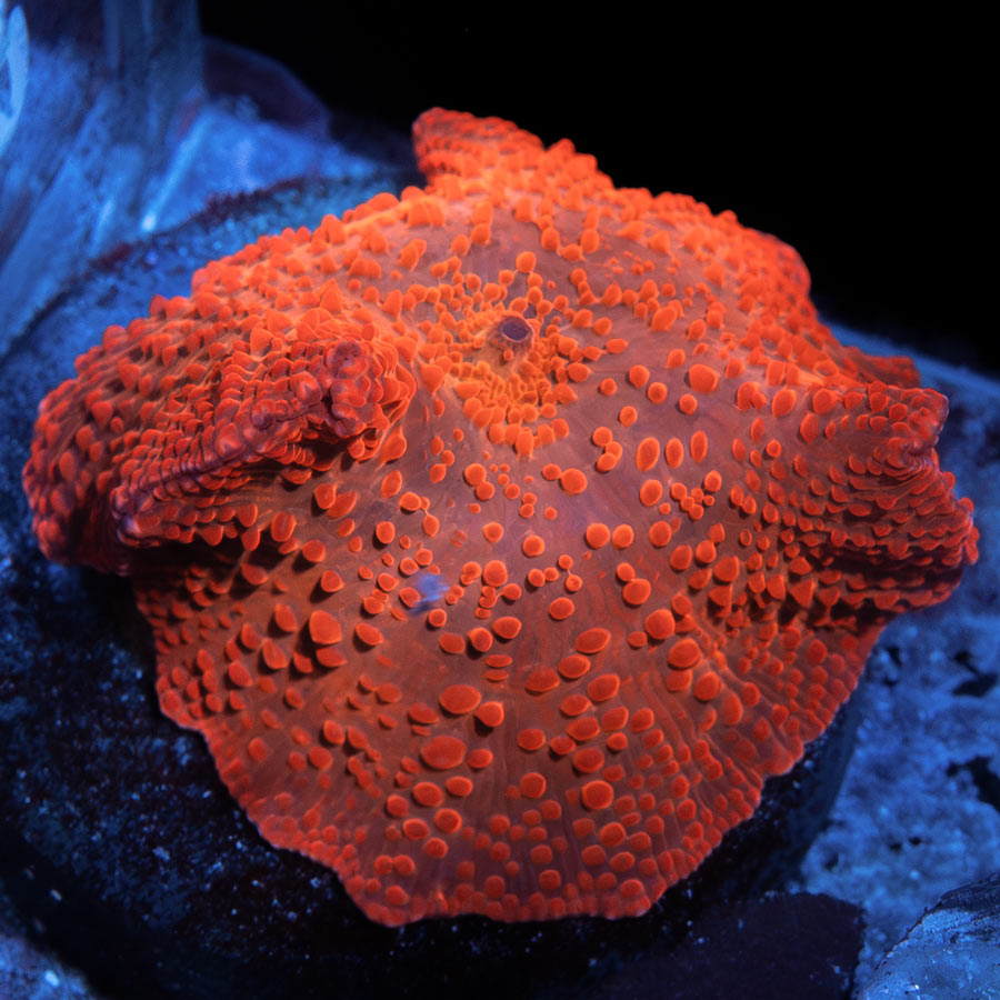 SBM Actinodiscus Red Devil (¡4cm!) (espectacular)(poca luz y poco flujo)