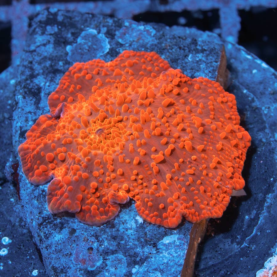 SBM Actinodiscus Red Devil