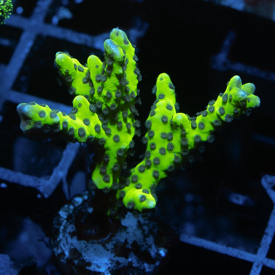 SBM Anacropora Goblin