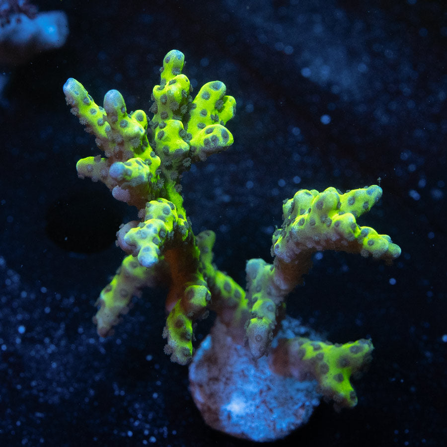 SBM Anacropora Goblin