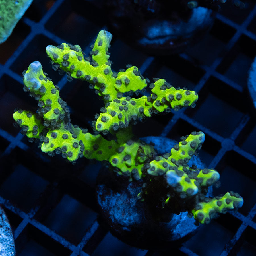 SBM Anacropora Goblin