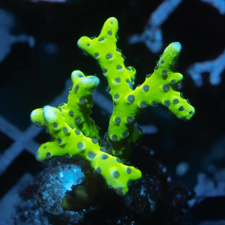 SBM Anacropora Goblin