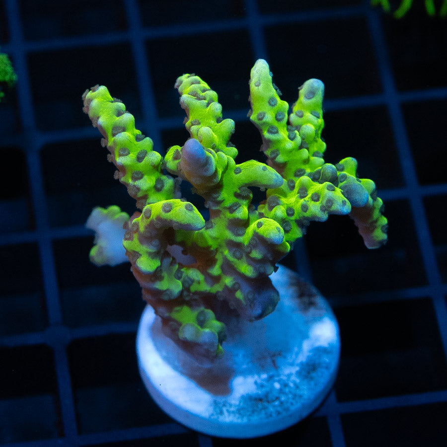 SBM Anacropora