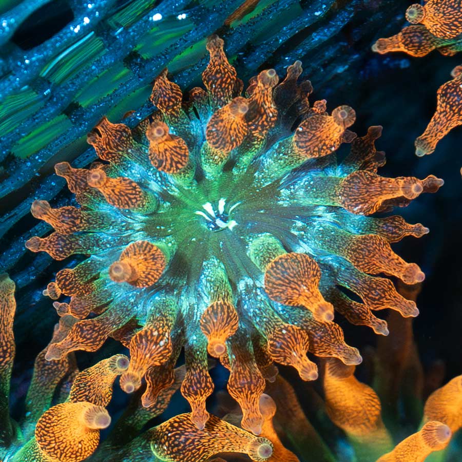 SBM Anemona Quadricolor" Red Bubble Mini"