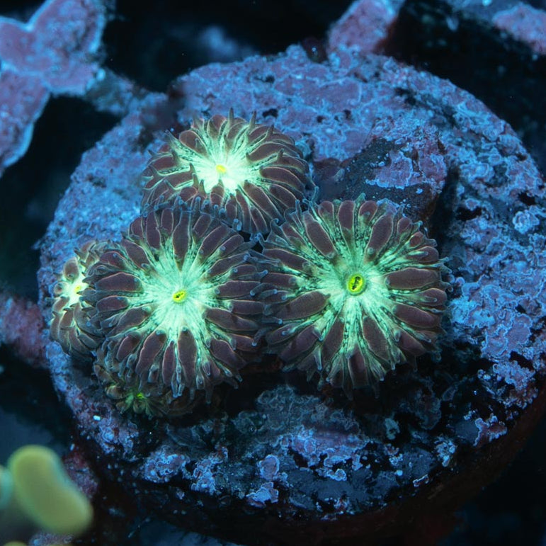 SBM Blastomussa "Joker" 5 pol