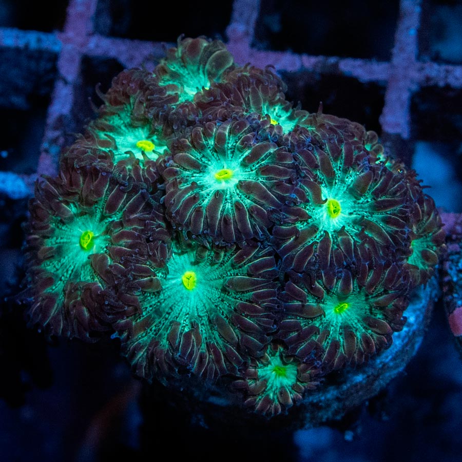 SBM Blastomussa "Joker" 12 pol