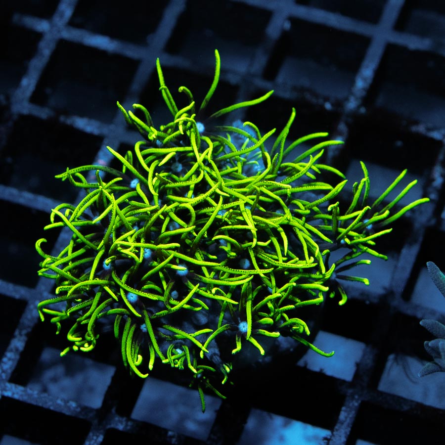 SBM Briareum Ultra Fluor