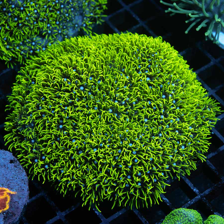 SBM Briareum Ultra XL 8 CM