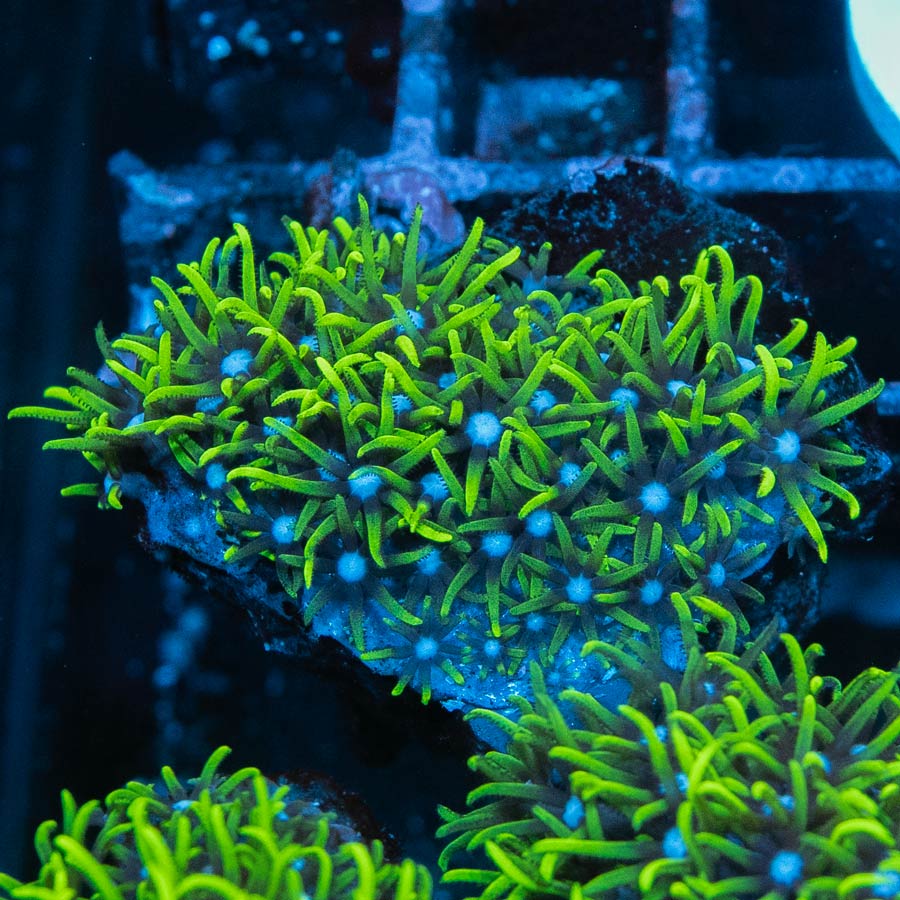 SBM Briareum Ultra