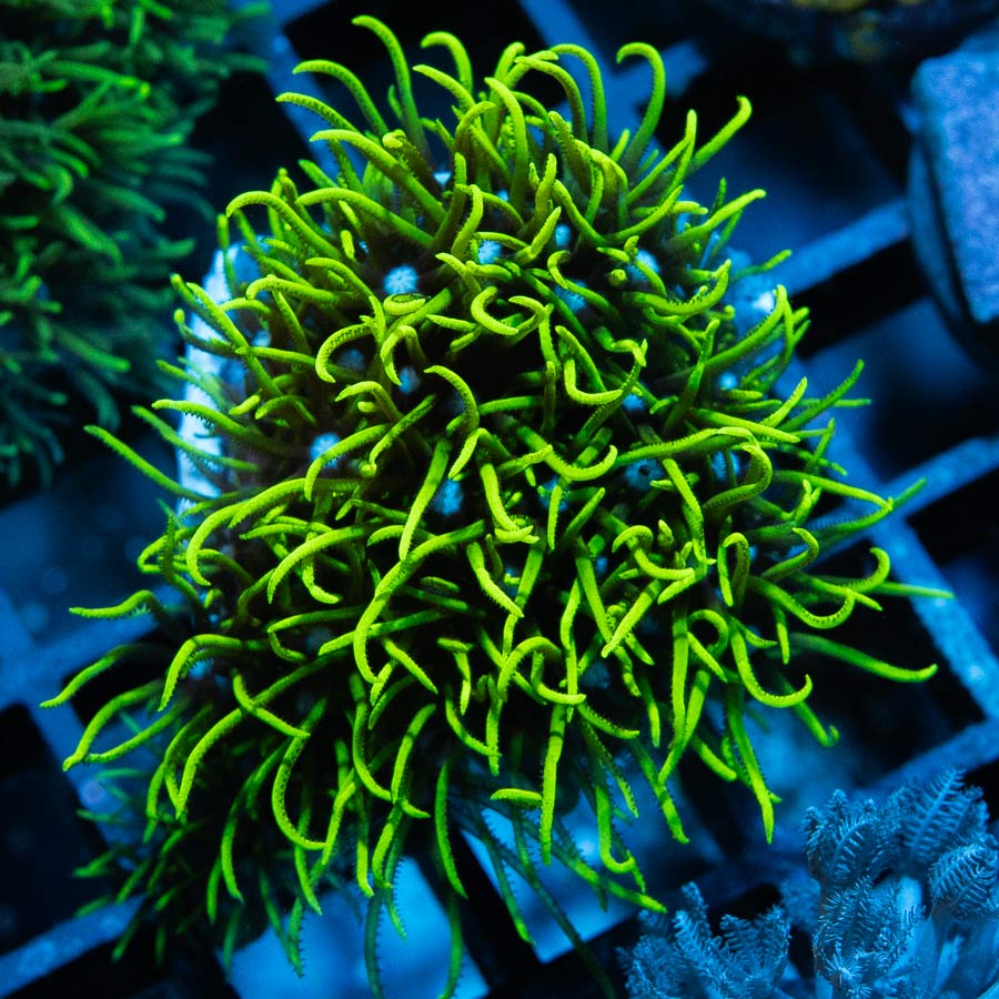 SBM Briareum Ultra