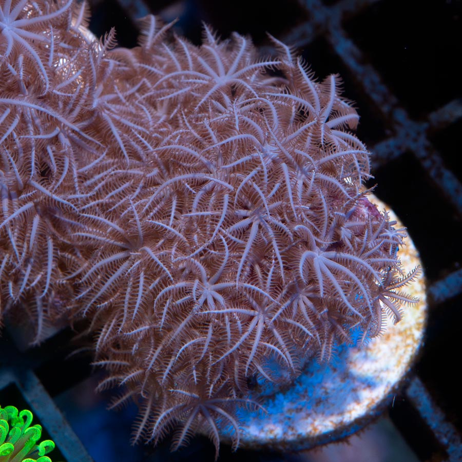SBM Briareum Purple