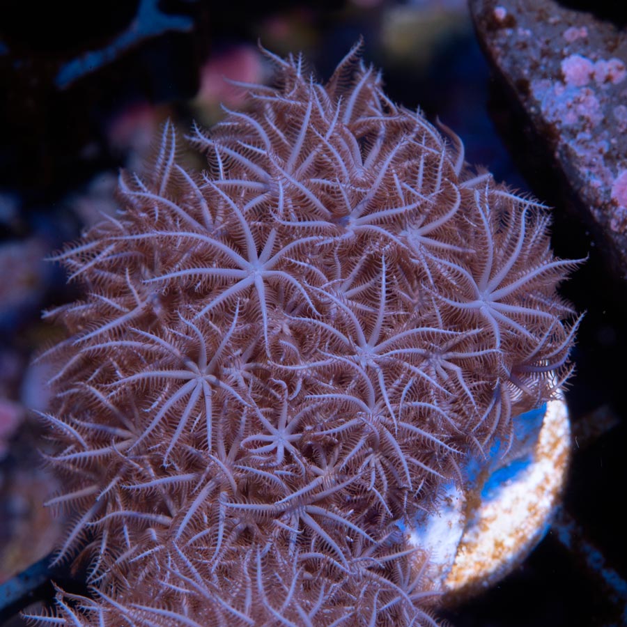 SBM Briareum Purple