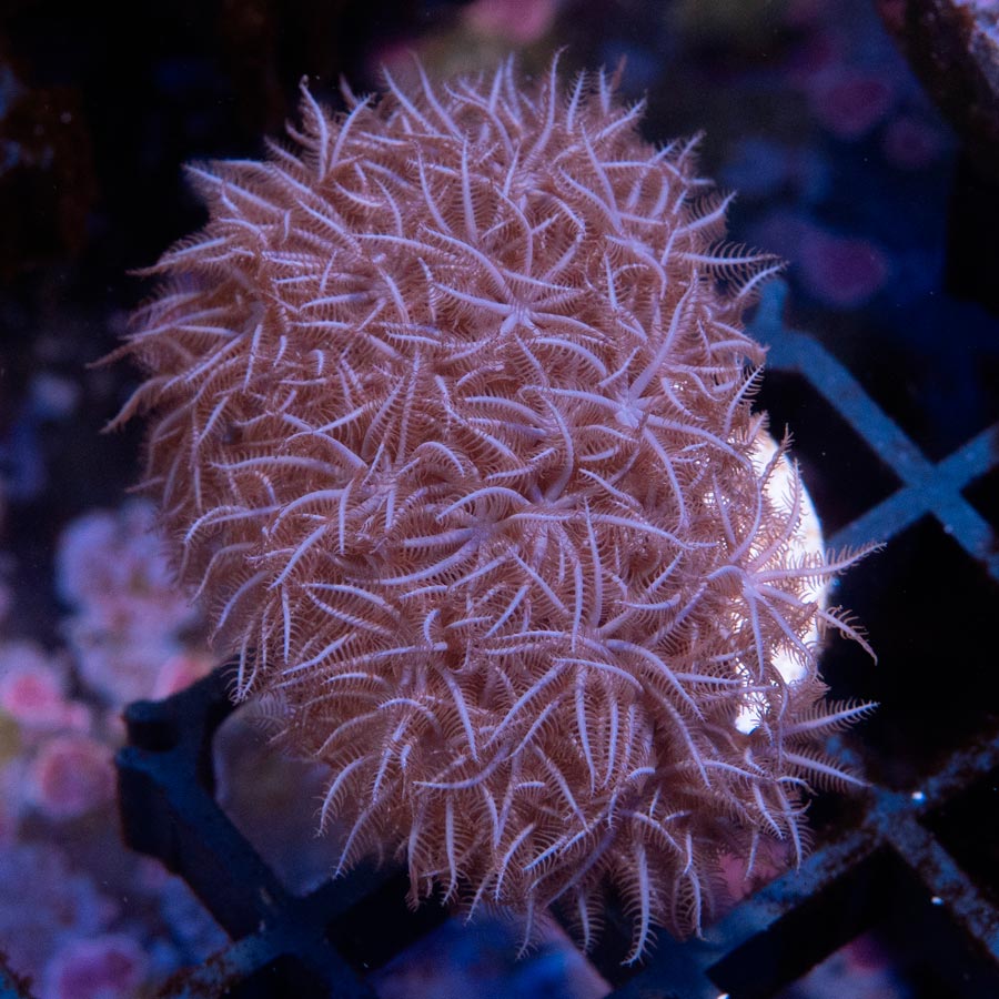 SBM Briareum Purple