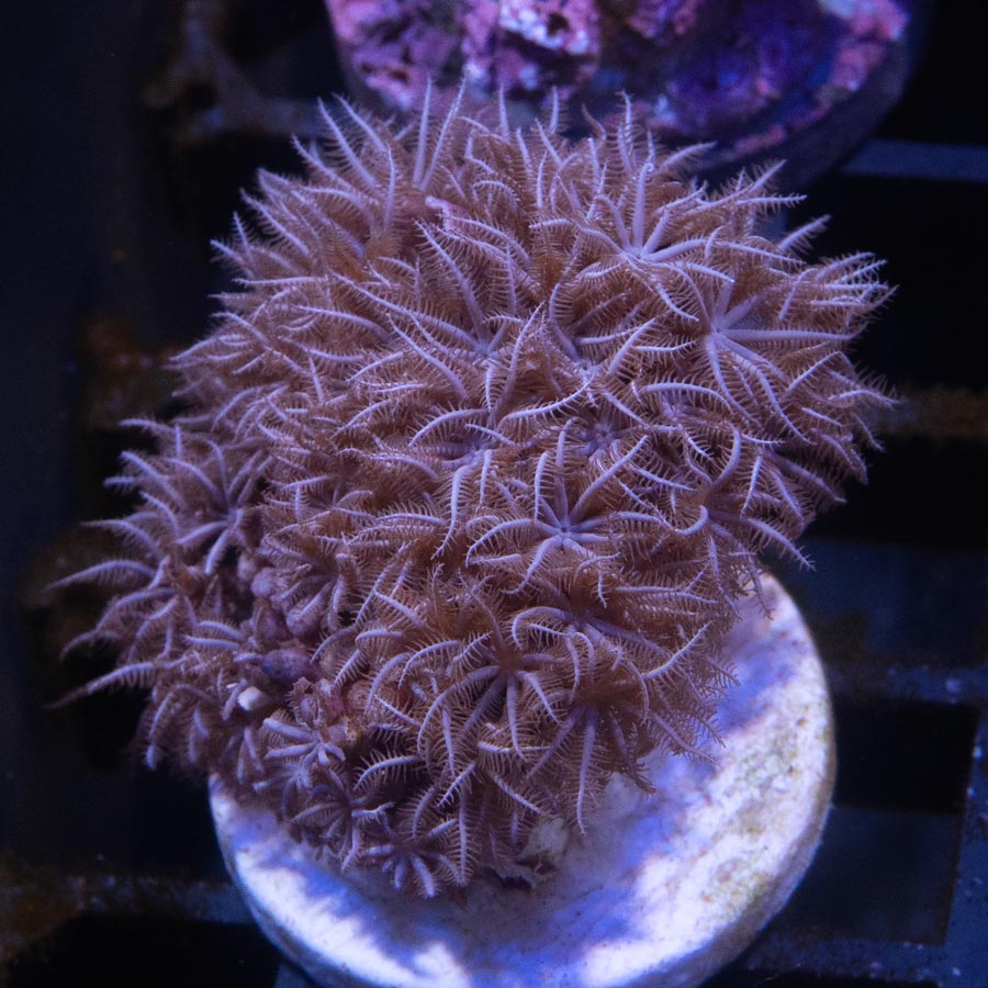 SBM Briareum Purple