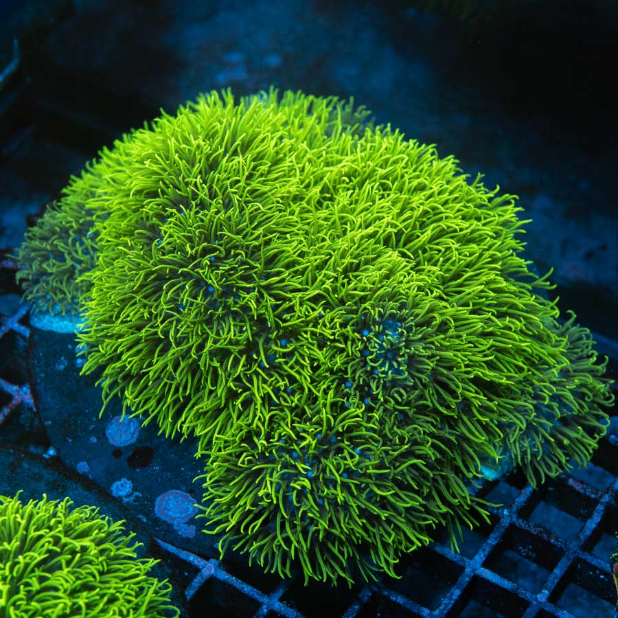 SBM Briareum XXL 13 cm