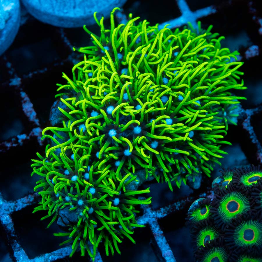 SBM Briareum Fluor Ultra