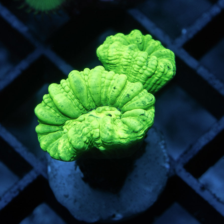 SBM Caulastrea Hulk