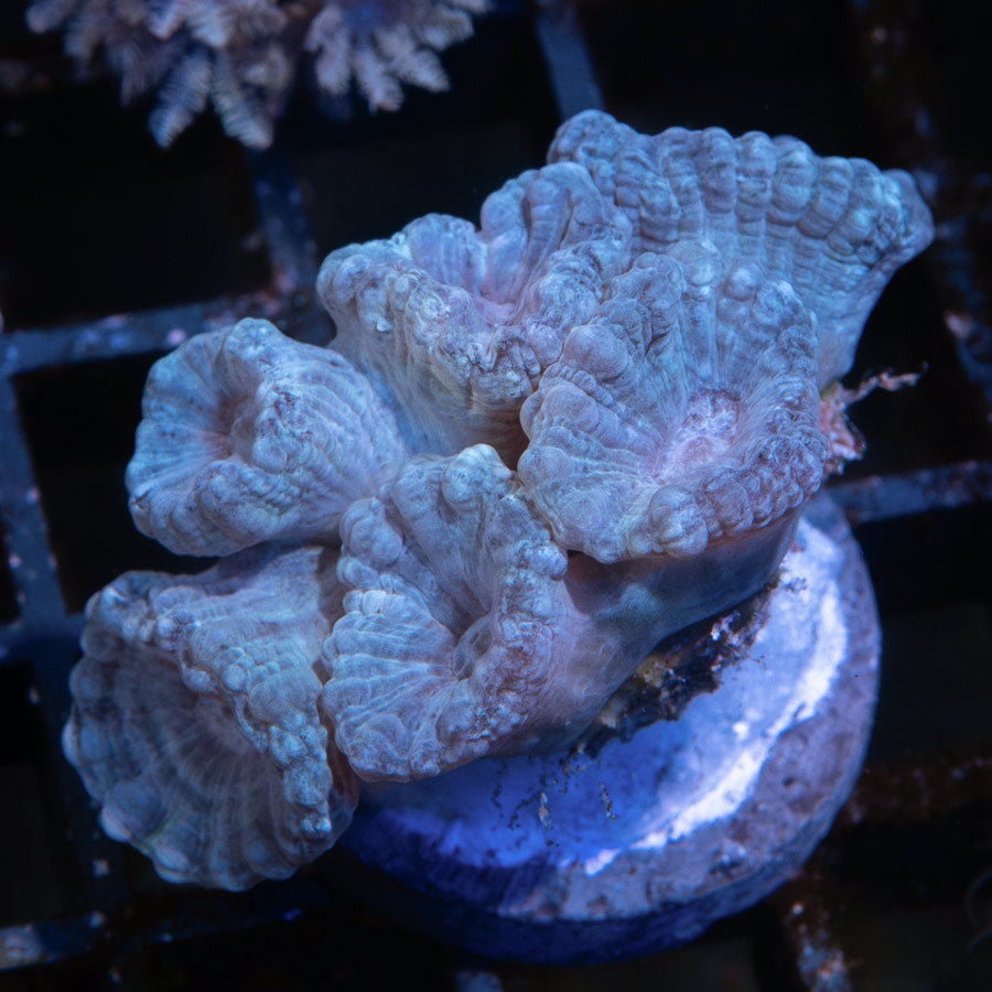 SBM Caulastrea ''Lavender in Spring''