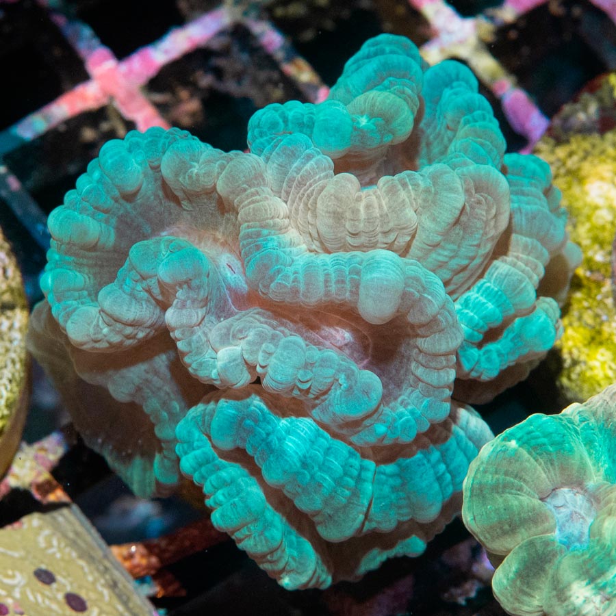 SBM Caulastrea "Emerald Caribbean" 5 pol