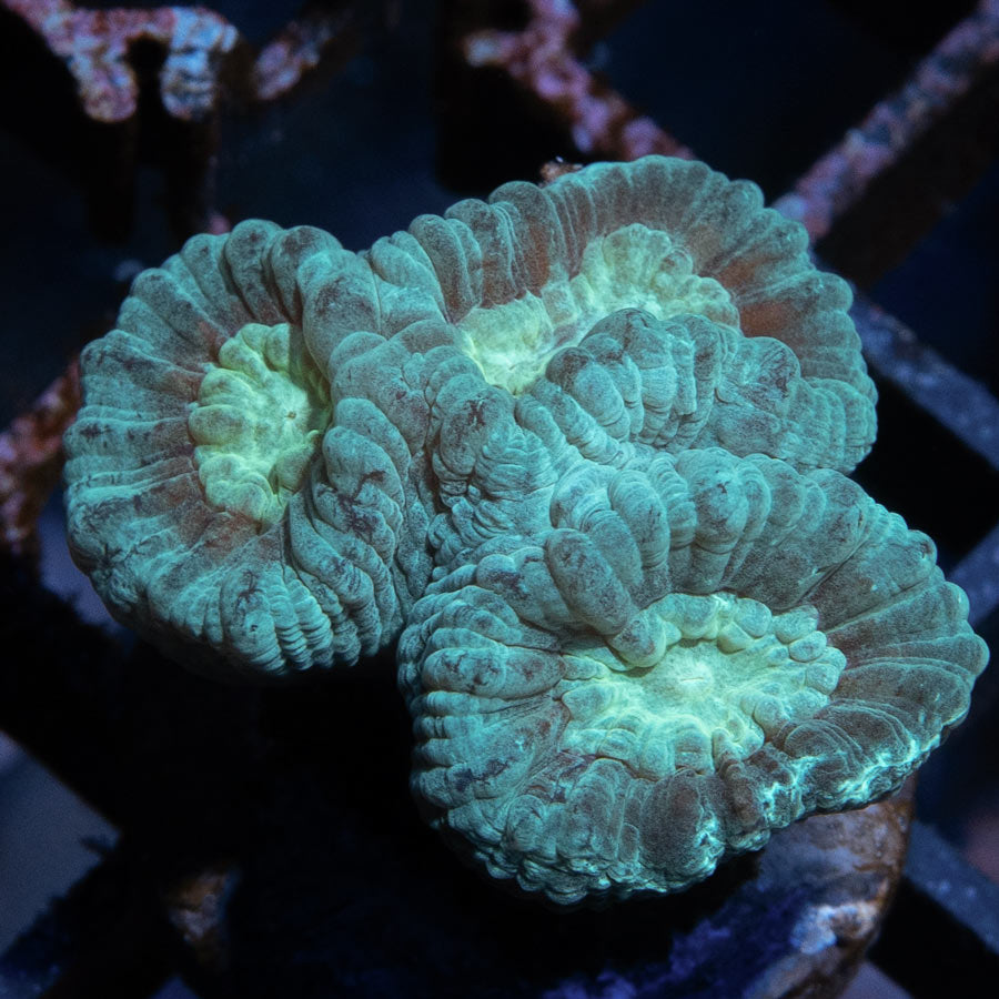 SBM Caulastrea Blue(3 Pól.)