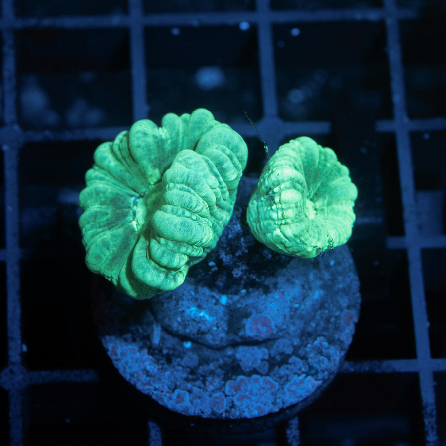 SBM Caulastrea Emerald Caribbean
