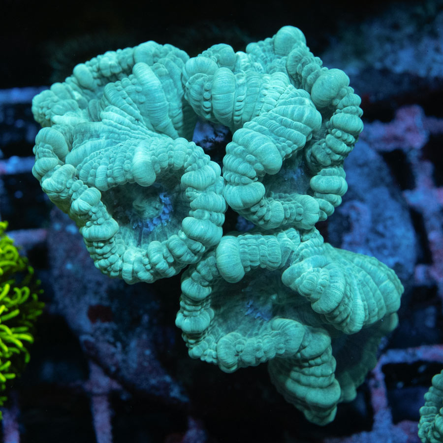 SBM Caulastrea ''Emerald Caribbean''