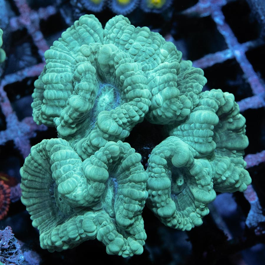 SBM Caulastrea ''Emerald Caribbean''
