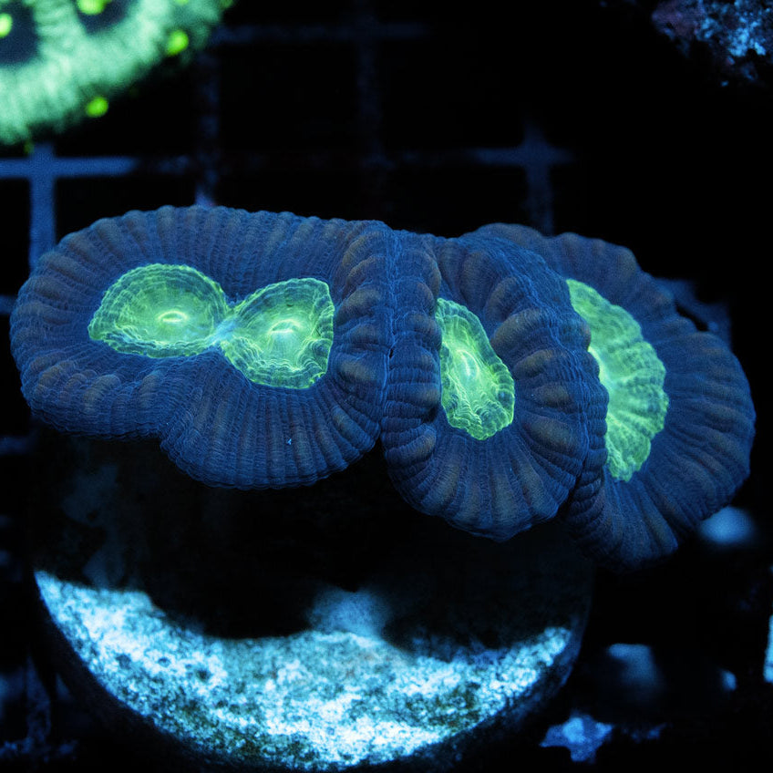 SBM Caulastrea CocaCola Long Polyp 4 pol