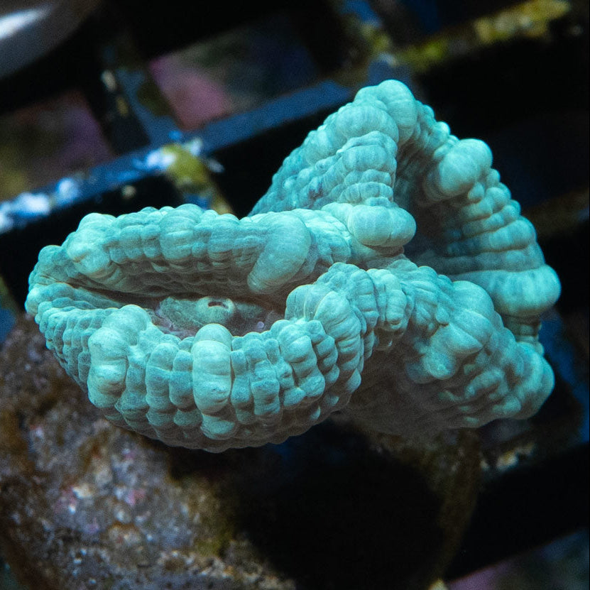 SBM Caulastrea "Emerald Caribbean" 2 pol