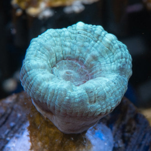 SBM Caulastrea "Emerald Caribbean"