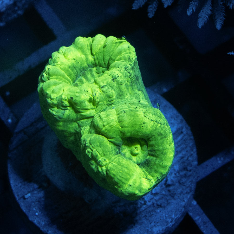 SBM Caulatrea Hulk 2 pol